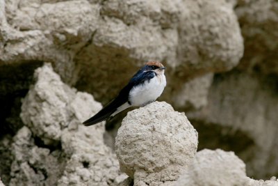 Wire-tailed Swallow