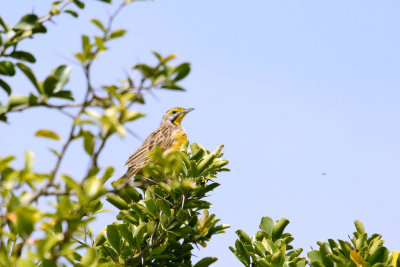 Yellow-throated Longclaw