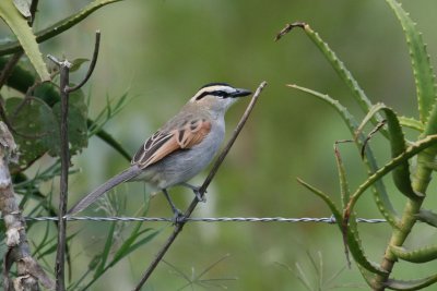 Black-crowned Tchagra