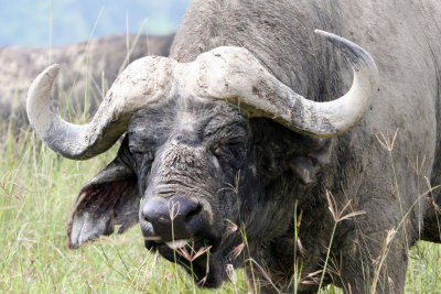 Buffalo