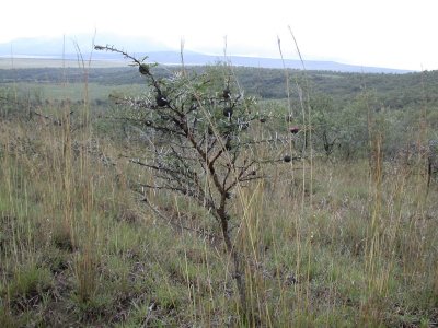 Acacia
