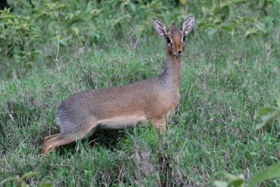 Dikdik