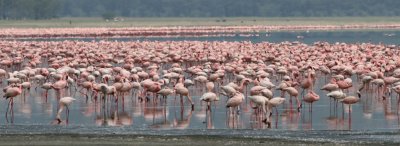 Flamingoes