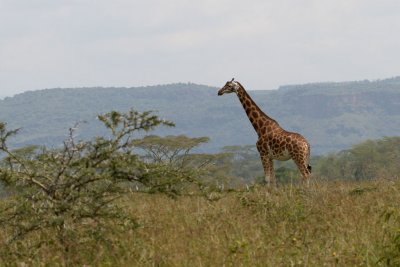 Giraffe