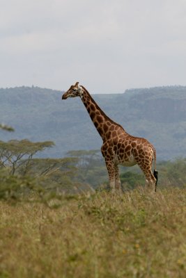 Giraffe
