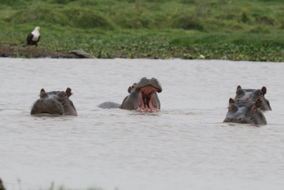 Hippo