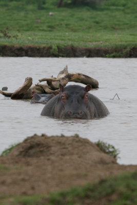 Hippo