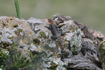 Lucertola