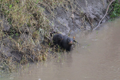 Marsh Mongoose