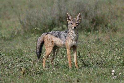 Black-backed Jackal