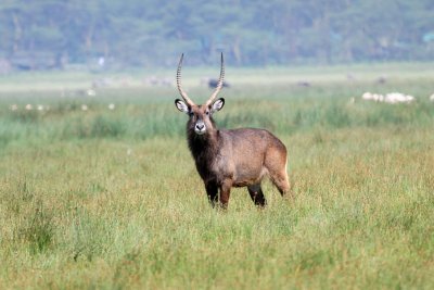 Waterbuck