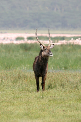 Waterbuck