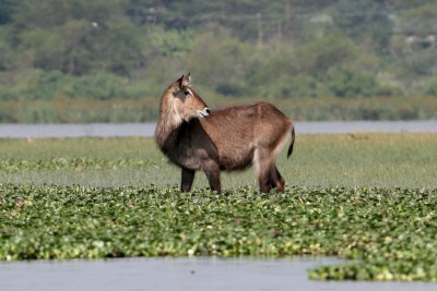 Waterbuck
