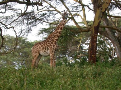 Giraffe