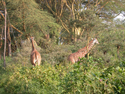 Giraffe