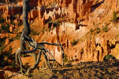 Bryce Canyon NP _DSC0518_ds.jpg