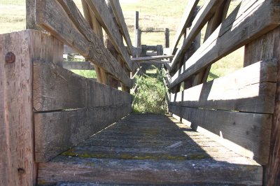 Looking down a cattle chute