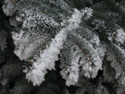 Frost on the Side