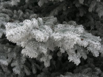Frosted Noble Fir Bough