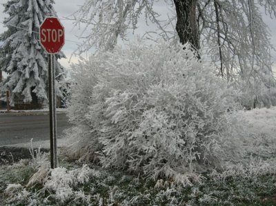Frozen Lilac Bush