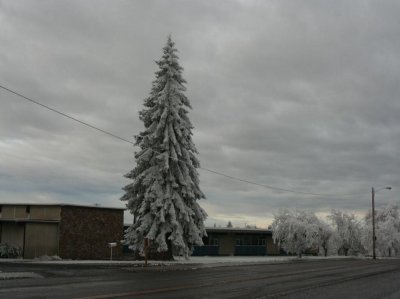 High School Tree-1