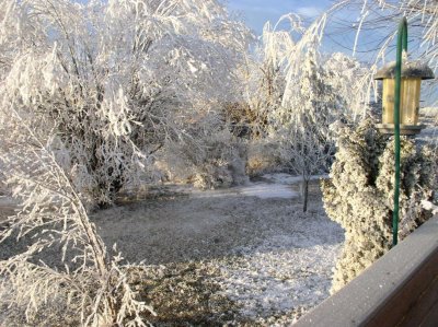 Frosted Yard From the Deck