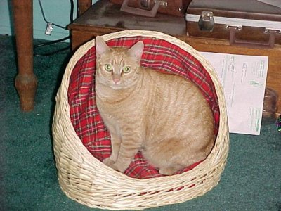 Taj-Ma in the gift basket