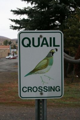 Quail Crossing in Fossil