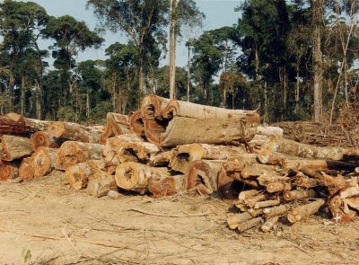 Hardwood to be used for hog fuel in the mill.