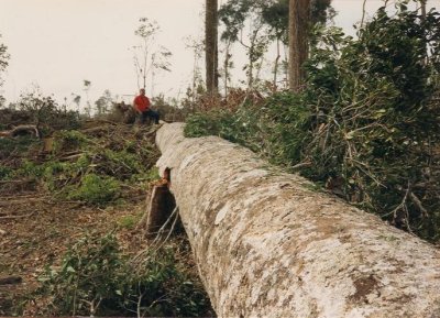 Large hardwood log