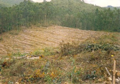 All this wood is for charcoal