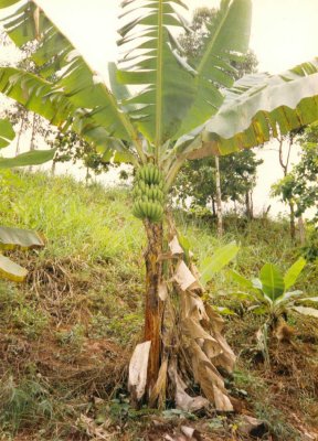 A wild Banana tree, with Banana's