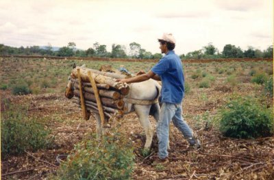 This is what they use to move all that wood.