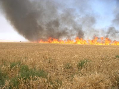 Wheat fire line moveing fast and hot