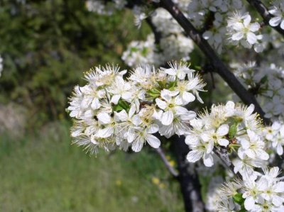 Plum flowers