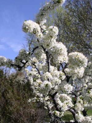 Plum flowers