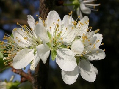 Apple blossoms