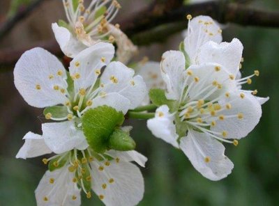apple blooms Crab
