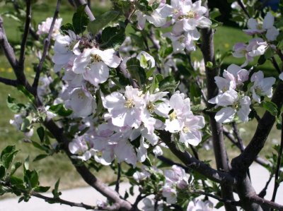 Apple blooms