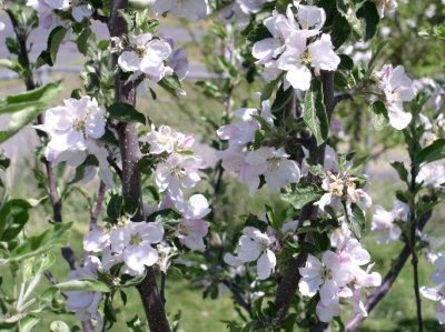 Apple blooms