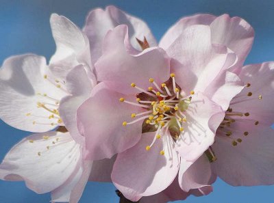 Apple flower