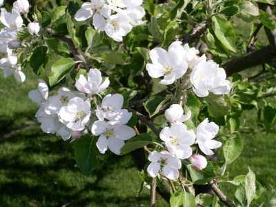 Crab Apple Blooms