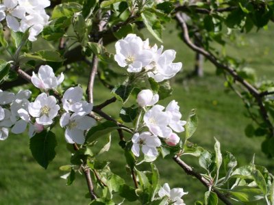 Crab Apple Blooms