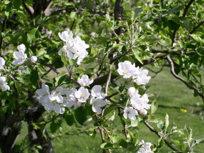 Crab Apple Blooms
