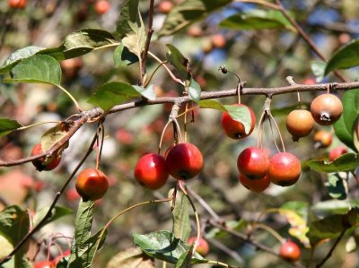 Crab Apples