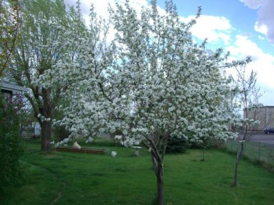 Crabapple in full glory