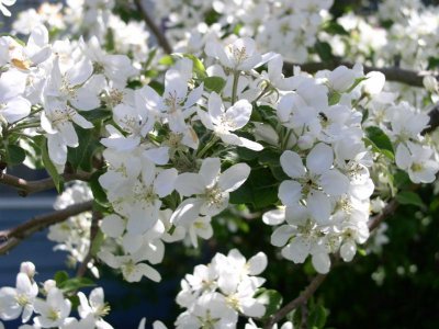 Crabapple
