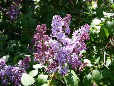 Lilac blooms