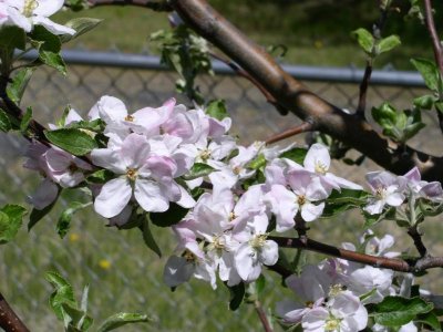 Golden Delicious Apple