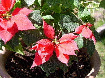 Nice flowers